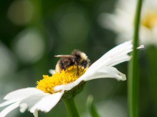 Vivitar Macro Focusing Zoom 70-150mm f3.8