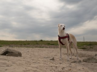 Nikon Lens Series E 50mm f1.8