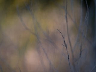 Olympus OM Zuiko Auto-T 100mm f2.8