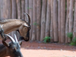 Pentacon 300mm f4