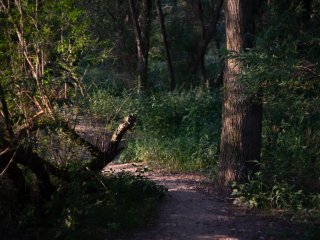 Olympus F.Zuiko Auto-S 38mm f1.8