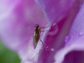 Vivitar Macro 55mm f2.8