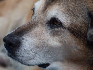 Minolta MD 200mm f4