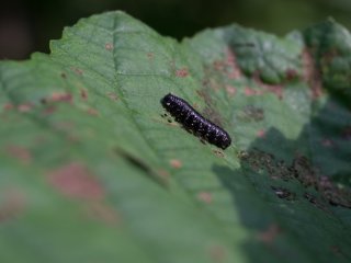 Canon FD Macro Lens S.S.C. 50mm f3.5