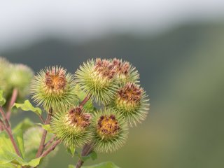 Canon FD 300mm f5.6 S.S.C.