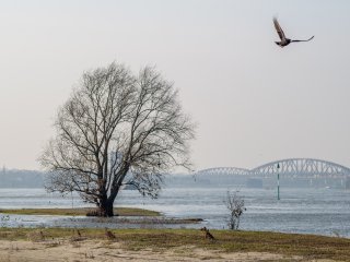 Tamron SP 90mm f2.5 52BB
