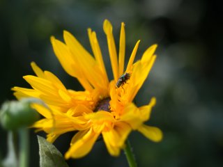 Vivitar Macro 55mm f2.8
