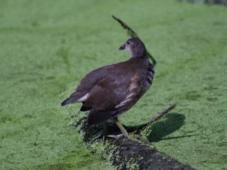 Pentacon 300mm f4