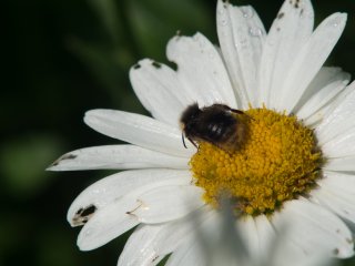 Vivitar Macro Focusing Zoom 70-150mm f3.8