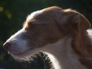 Olympus F.Zuiko Auto-T 70mm f2