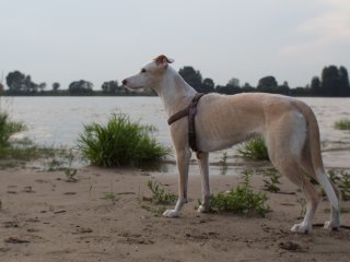Hazel