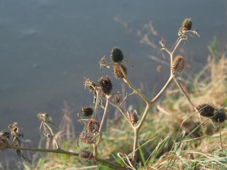 Stachel