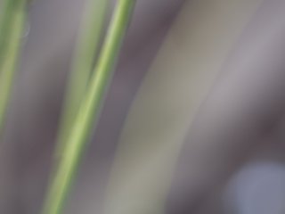 Pentacon Auto 50mm f1.8