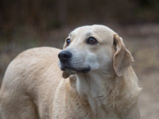 Olympus Auto-Zoom 50-90mm f3.5