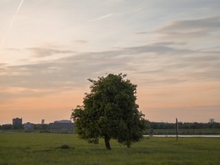 Yashica ML 50mm f1.4