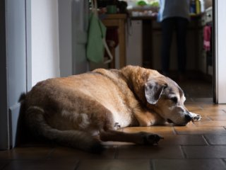 Carl Zeiss Tessar T* 45mm f2.8