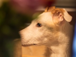 Tamron SP 90mm f2.5 52BB