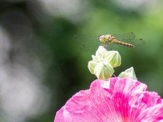 Canon FD 300mm f5.6 S.S.C.
