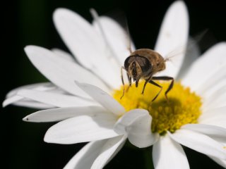 Canon FD Macro 100mm f4