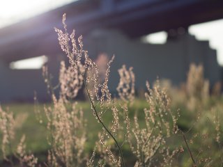 Minolta MD 50mm f2