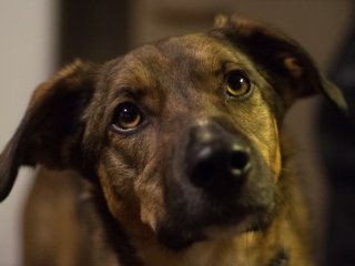 Voigtländer Color Ultron 50mm f1.8
