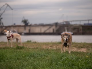 Nikkor P-Auto 105mm f2.5