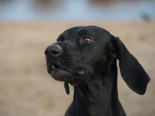 Olympus Auto-Zoom 50-90mm f3.5