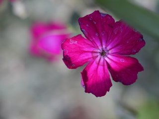 Vivitar Macro 55mm f2.8