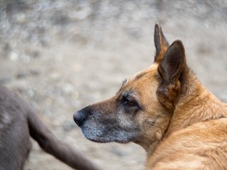 Olympus Auto-Zoom 50-90mm f3.5