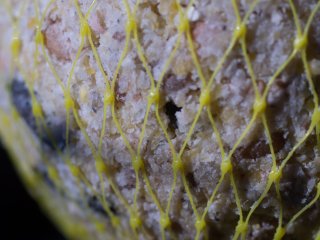 Vivitar Macro 55mm f2.8