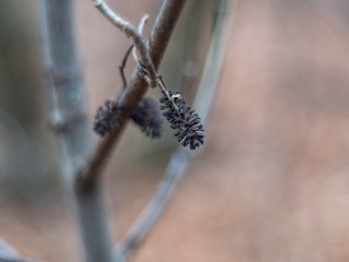 Pentacon Auto 50mm f1.8