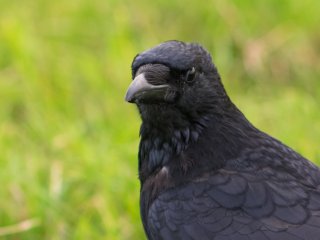 Pentacon 300mm f4