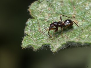 Vivitar Series 1 Macro Telephoto 105mm f2.5