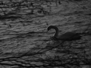 Vivitar Auto Telephoto 135mm f2.8