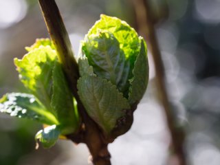 Tamron SP 90mm f2.5 52BB
