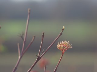 Vivitar Auto Telephoto 135mm f2.8
