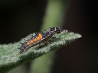 Vivitar Series 1 Macro Telephoto 105mm f2.5