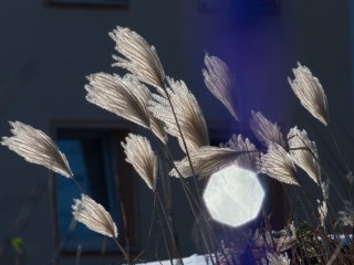 Grasbokeh