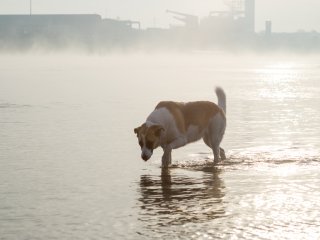 Olympus F.Zuiko Auto-T 70mm f2
