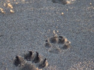 Pfoten im Sand