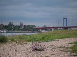 Nikkor P-Auto 105mm f2.5