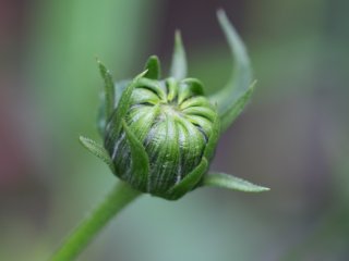 Canon FD Macro 100mm f4