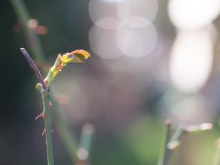 Tamron SP 90mm f2.5 52BB