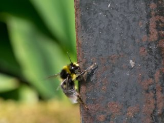 Canon FD Macro 100mm f4