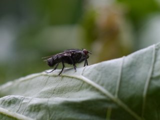 Vivitar Macro 55mm f2.8