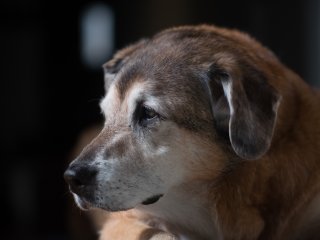 Nikkor P-Auto 105mm f2.5