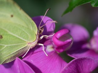 Canon FD Macro 100mm f4
