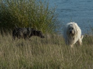 Olympus Auto-Zoom 50-90mm f3.5