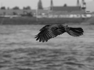 Olympus OM Zuiko 135mm f3.5