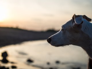 Yashica ML 50mm f1.4